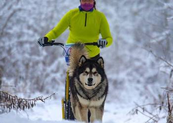 Alaskan Malamute jesień 2026 Arctic Challenge Poland FCI Wesoła