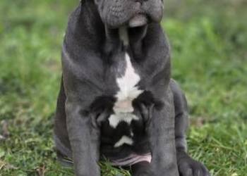 Bandog American