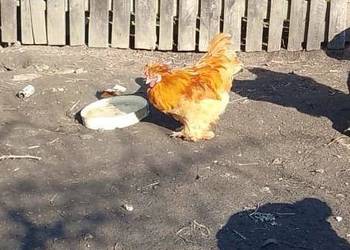 Kogut Kochin karłowaty