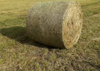 Sprzedam siano w beli