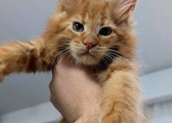 Maine Coon kocur do hodowli po Championach