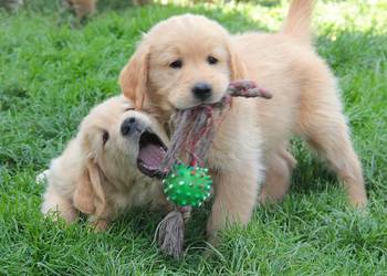 Chłopczyk linii Amerykański Golden Retriever