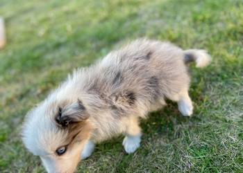 Border Collie merle samiec piesek