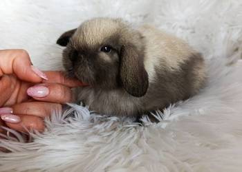 Królik miniaturka mini lop