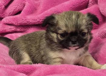 Chihuahua Sobolowy Mini  Xxs ***