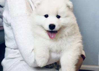 Samoyed Szczenięta