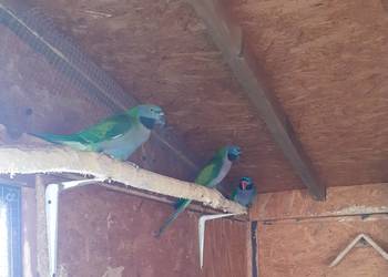 Papugi Aleksy Chińskie - samice