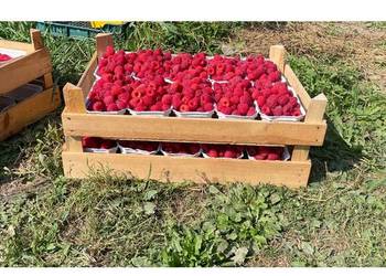 Sadzonki malin jesiennych i letnich