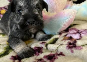 Sznaucer miniaturowy czarny - pieski