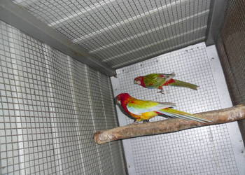 Rozella Rozelle Białolice