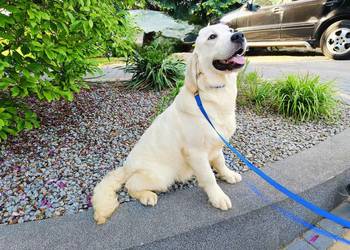 Camelot piękny samiec Golden Retriever PASZPORT
