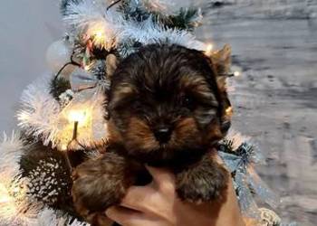 Śliczny piesek yorkshire terrier