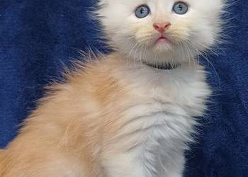 Maine Coon kocurek rodowód FPL