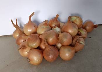 Cebula