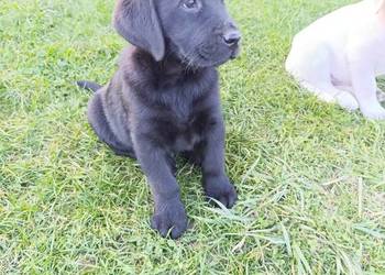 pieski i suczki Labrador czarne szczeniaczki