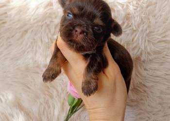 Czekoladowa suczka rasy Shih-Tzu szuka domku