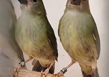 Papuzik Forbesa samica.Astryld Astryldy