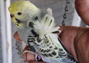 Papugi faliste helikoptery 2f