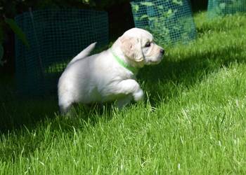 Szczenięta golden retriever ZKWP FCI