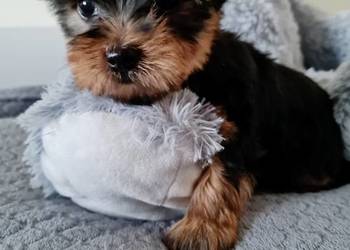 Dziewczyna Yorkshire Terrier z Chipem Wyprawka