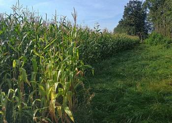 Sprzedam kukurydza na pniu 7ha lokalizacja Nowojowiec Warmińsko mazurskie Sprzedam kukurydza na pniu 7ha lokalizacja Nowojowiec Warmińsko mazurskie