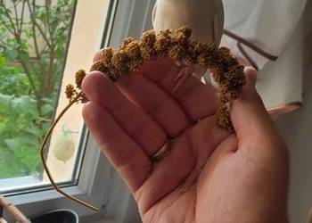 Papuga nierozłączka karmiona ręcznie