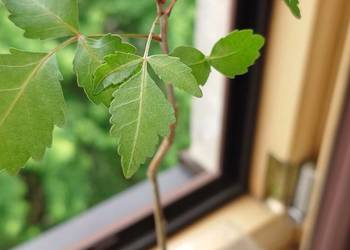 Bursera fagaroides kaudeks sukulent z kolekcji