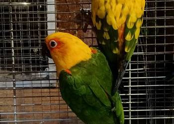 Papugi konury nimfy i inne