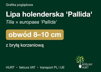 Lipa holenderska 'Pallida' obwód 8-10 cm, z bryłą – HURT
