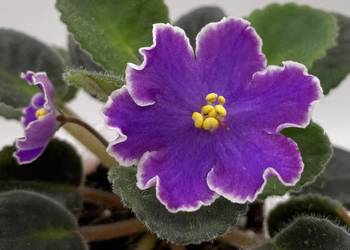 Fiołek afrykański kwitnąca sadzonka