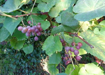 winogrono ciemne na wino