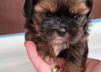 Shih tzu sprzedam