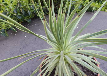 Ponad 10 letnia miniaturowa agawa kolekcjonerska - agave stricta Nana
