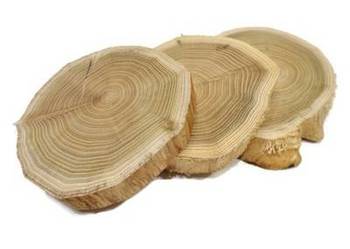 Plastry drewna szlifowane AKACJA śr15-17cm gr 2cm