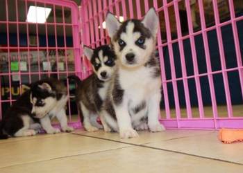 Zarejestrowane szczenięta rasy Siberian Husky