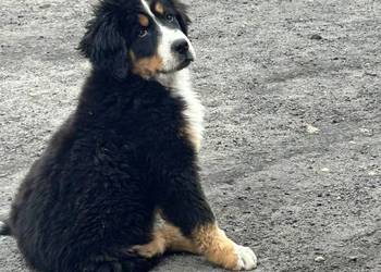 Berneński Pies Pasterski