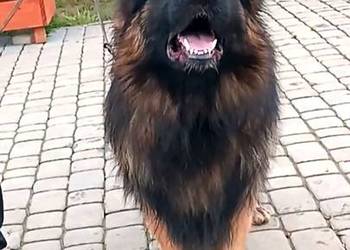 Owczarek niemiecki długowłosy ZKwP FCI