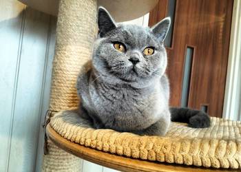 Kochany Waldi już do odbioru Rodowód Międzynarodowy