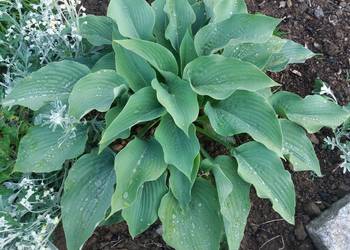 Hosta funkia niebiesko - szara