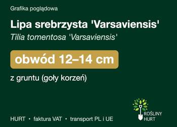 Lipa srebrzysta 'Varsaviensis' obwód 12-14 cm, z gruntu – HURT