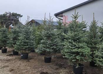 Choinki z korzeniami w donicach