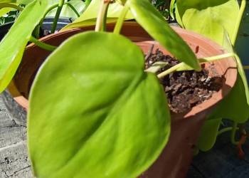 Epipremnum Golden Pothos Neon