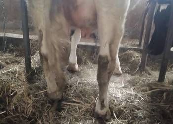 Sprzedam jałówkę na wycieleniu