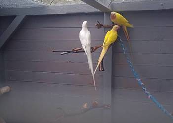 Papugi księżniczki Walli Papugi księżniczki Walli