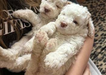 Lagotto Romagnolo ZKwP/ FCI