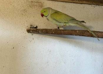 Aleksandretta obrożna samiec