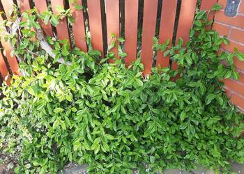 Trzmielina Coloratus duża sadzonka