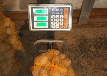 Ziemniaki jadalne wega