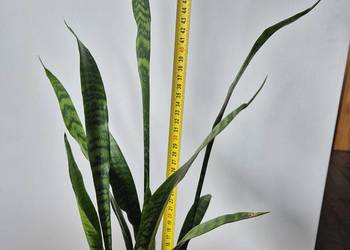 sansevieria, wężownica