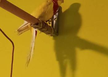 Rozella białolica samica 2024 r